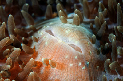 Close-up of fish in sea