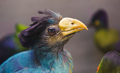 Close-up of a bird looking away