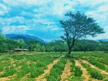 Scenic view of field against sky