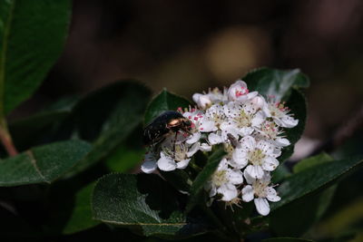 Aronia blooming