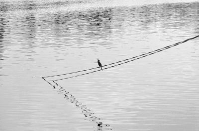 Birds flying over lake