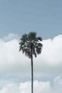 Low angle view of coconut palm tree against sky