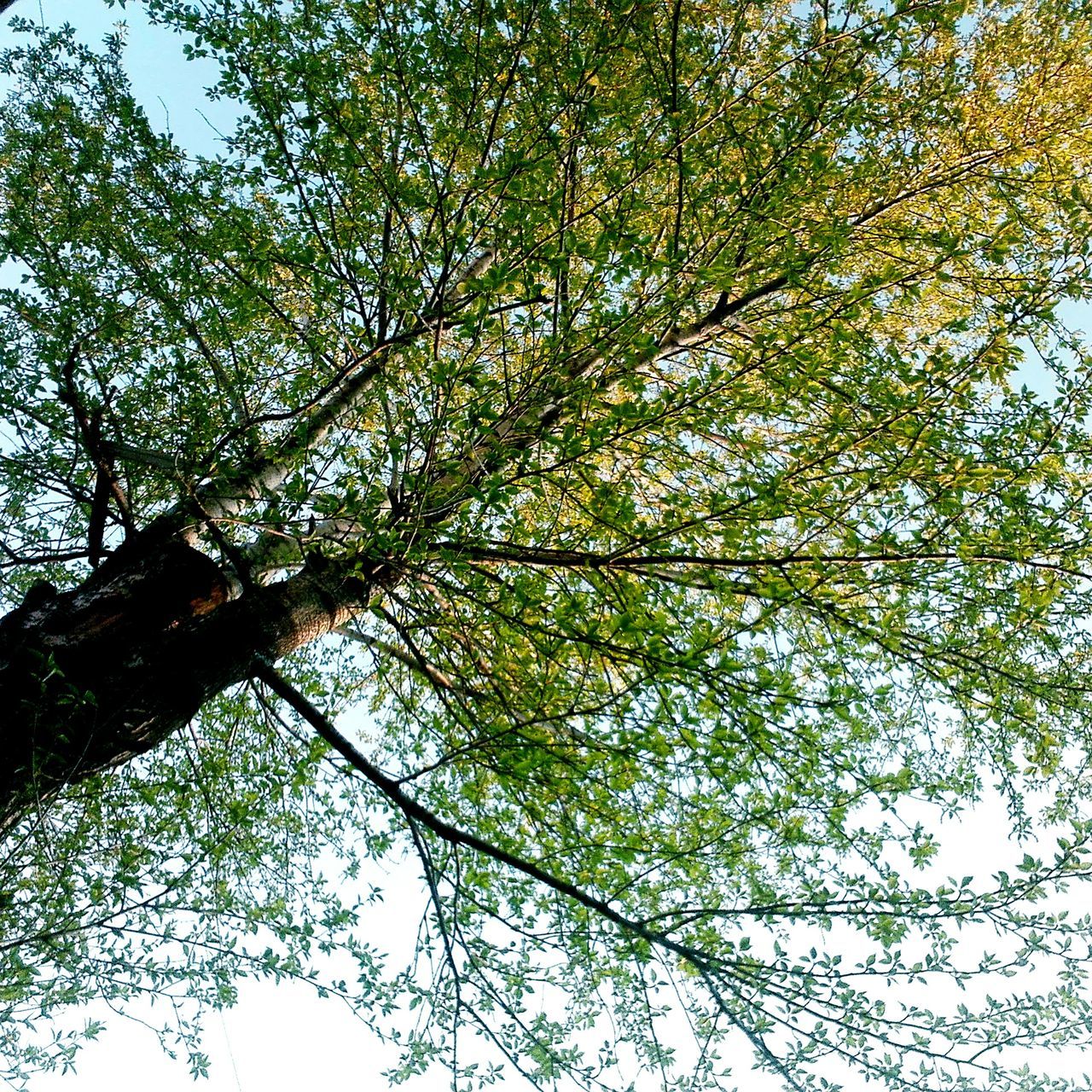 LOW ANGLE VIEW OF TREES AGAINST SKY