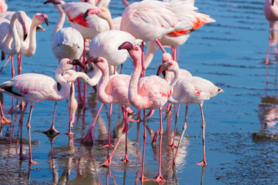 Flamingoes in lake