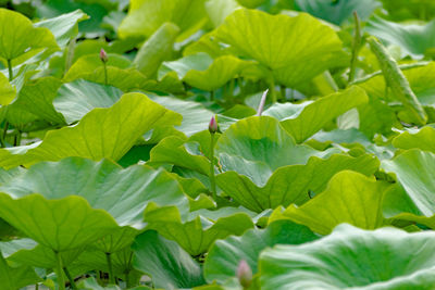 Close-up of fresh green plants in water