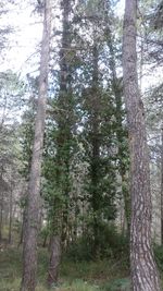 Pine trees in forest