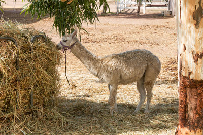 Side view of alpaca eating straw at farm