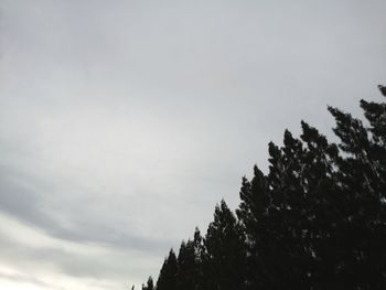 Low angle view of silhouette tree against sky