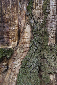 Close-up of tree trunk