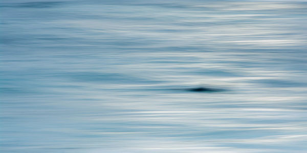 Close-up of bird swimming in lake