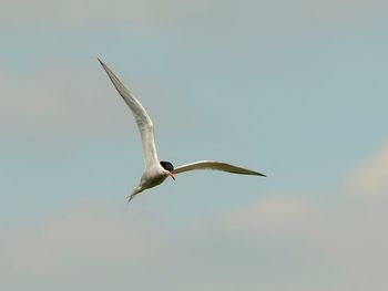 Bird flying against clear sky