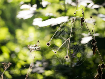 Close-up of spider web