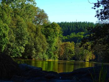 Trees by lake in forest against sky