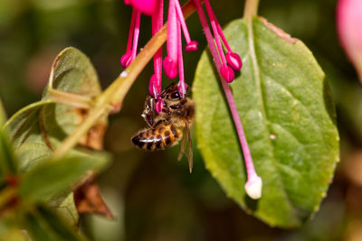 Close-up of butterfly pollinating on pink flower