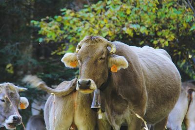 Close-up of cow