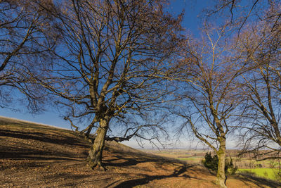 Bare tree on field against sky