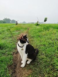 Dog in a field