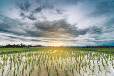 Scenic view of agricultural field against sky