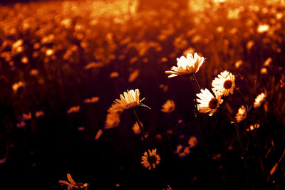 Macro of the flower daisy and plant, made with digital art, mixed media and filters,