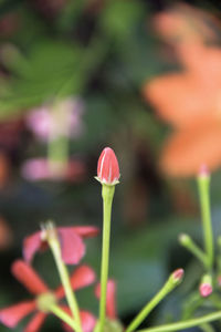 Close-up of pink flower growing outdoors