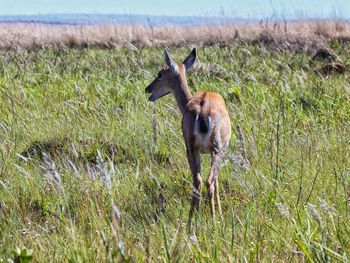 Deer grazing on field