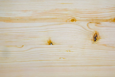 Close-up a softwood plate with a scrub on smooth surface to see the details and of the wood