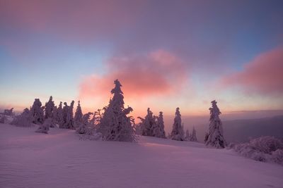 Snow covered pine trees against sky during sunset