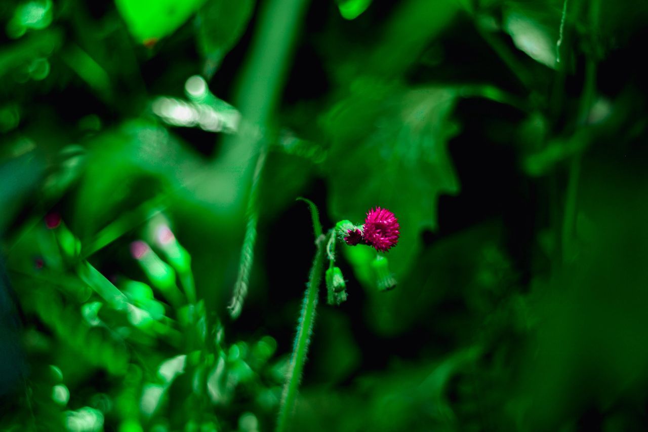 plant, green color, nature, growth, flower, beauty in nature, no people, fragility, outdoors, day, close-up, blooming, freshness, flower head