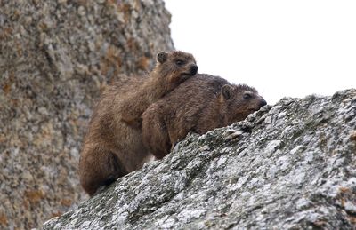 Rock hyraxes mating on rocks against sky