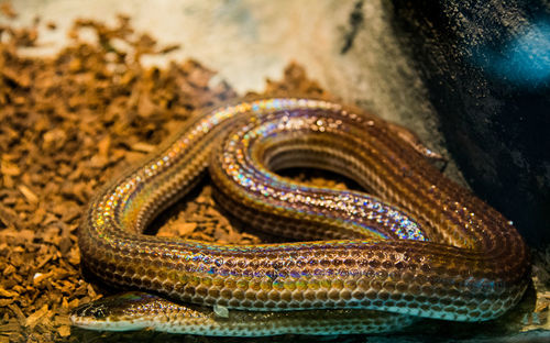 Close-up of snake