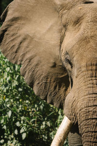 Close-up of elephant