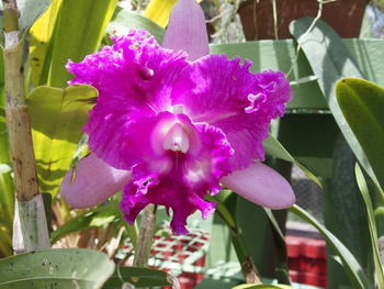 Close-up of pink flowers