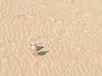 Bird on sand at beach