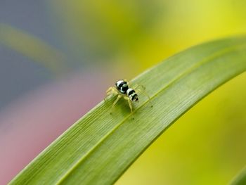 Close-up of insect on leaf