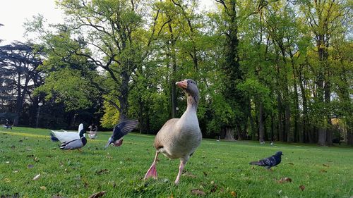 Ducks on grass against trees