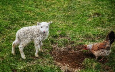 Dog standing on grassy field