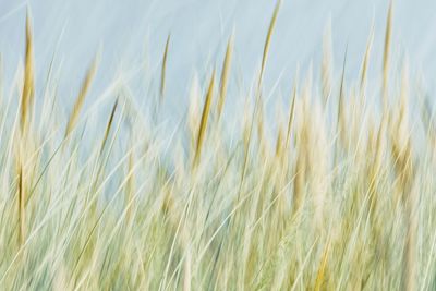 Full frame shot of wheat field