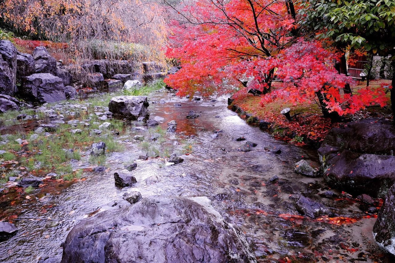 multi colored, no people, nature, outdoors, beauty in nature, close-up, day