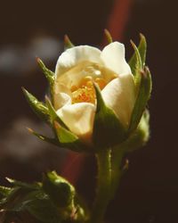 Close-up of rose blooming in garden