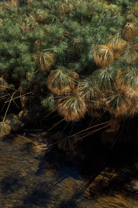 Close-up of grass