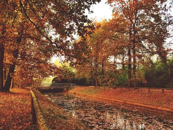 Trees on landscape during autumn