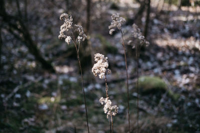 Close-up of wilted flower on field during winter