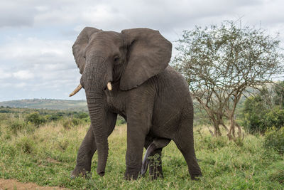 Elephant on landscape against sky