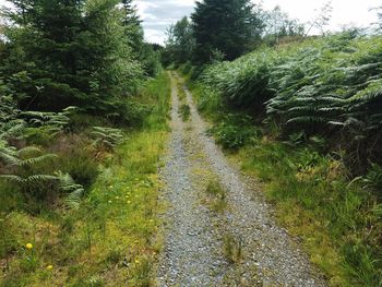 Road amidst trees in forest