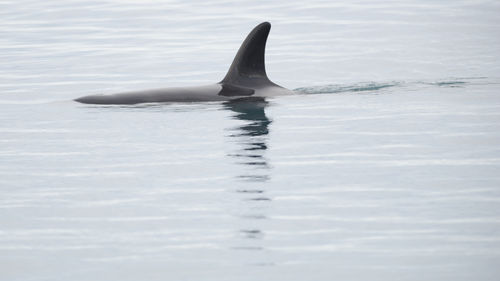 Killer whale swimming in sea