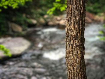 Close-up of tree trunk in forest