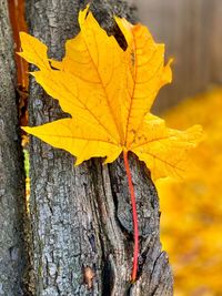 Close-up of yellow maple leaves on tree trunk