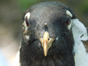 Close-up of a bird