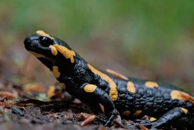 Close-up of lizard on land