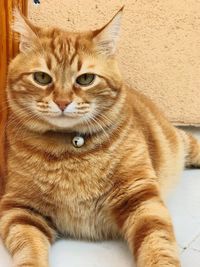 Close-up portrait of cat sitting